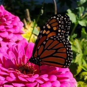 Meet your Posher, Sandi